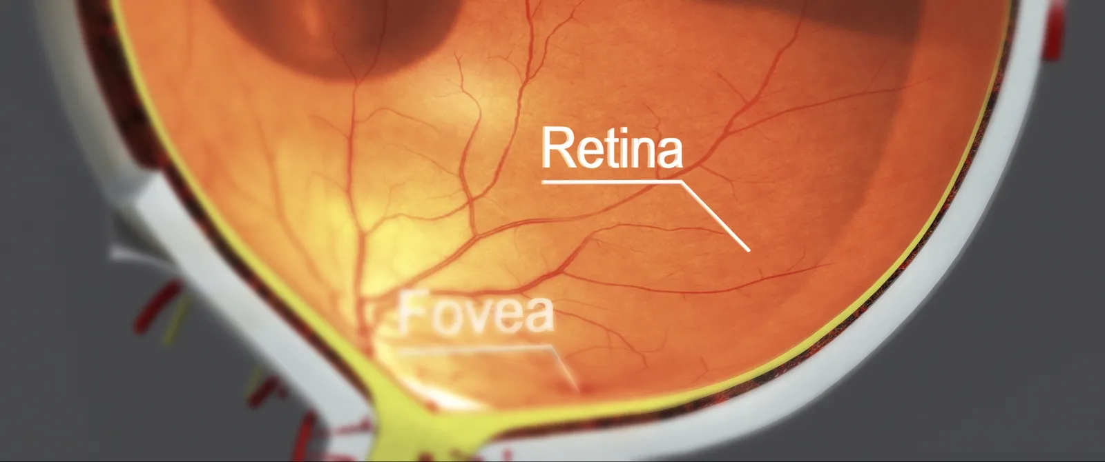 Macro of a human retina with anatomy labels
